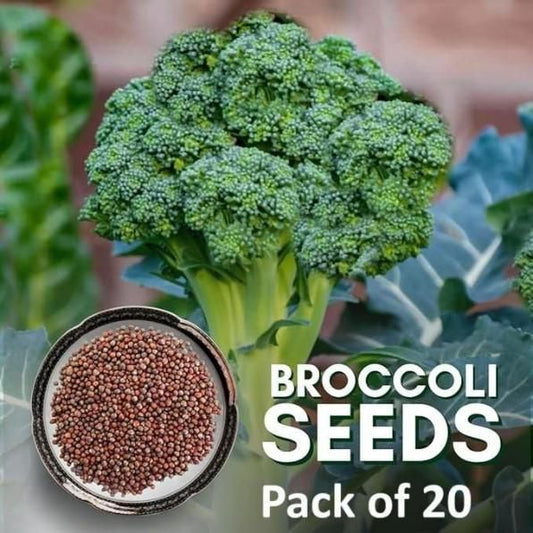 Hybrid Organic Broccoli Seeds